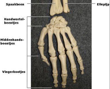 Overzicht van het skelet van de hand