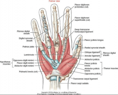 Schematische weergave van de anatomie van de palmzijde van de hand. 2 buigpezen voor elke vinger, 1 voor de duim. 
