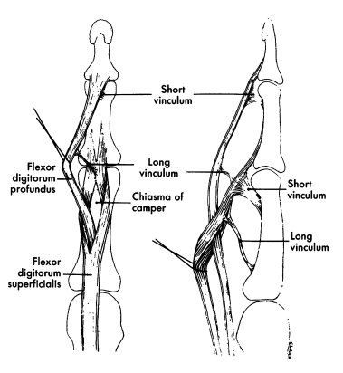 Schematische weergave van het verloop van de oppervlakkige en diepe buigpees in de lange vingers
