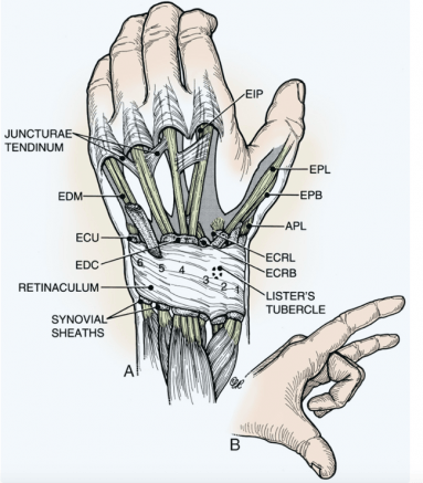Schematisch overzicht van de strekpezen over de pols en handrug. De duim, wijsvinger en meestal ook pink hebben 2 strekpezen. Midden-en ringvinger hebben er maar één. 